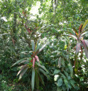 edge-plants