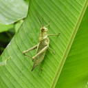 grasshopper2