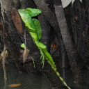 jesuslizard2