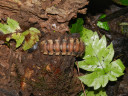 millipede