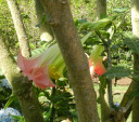 queens-trumpet