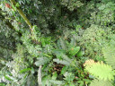rainforest6
