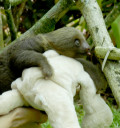 sloth-baby1