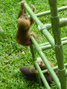 sloth-baby2