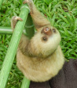 sloth-baby6