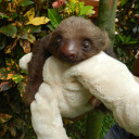 sloth-baby7