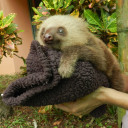 sloth-baby9