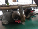 sloths-hibiscus1