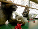 sloths-hibiscus2