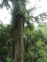 tree-threehundred
