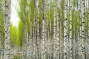 birch-trees