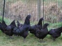 Ayam-Cemani-2
