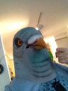 pigeon2
