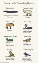misleadinganimalnames