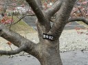 cherry-blossom-town10