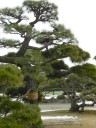 pine-trees2