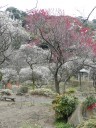 plum-blossom7