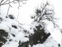 snowmonkeys10