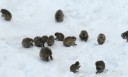 snowmonkeys12