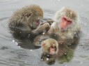snowmonkeys9