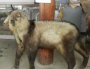 taxidermy