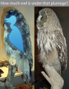 owl-plumage
