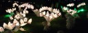 lillies