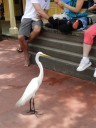 egret2