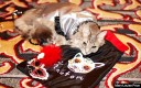 3-algonquin-cat-fashion-show-2014-phantom_650