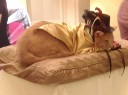 cat-show-cat