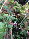 fuschia1