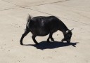 goats3