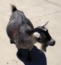 goats4