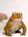 needlefelting6
