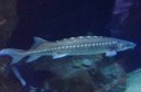 shark1
