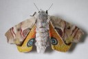 yumi-okita-moths-01