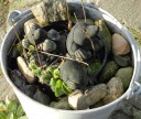 house-backyard-moles
