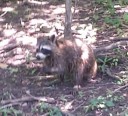 alligators-raccoons1
