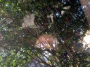 bead-in-trees