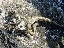 29-galapagos155