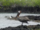 29-galapagos24