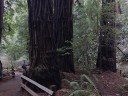 muir-wood3