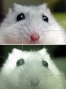 pupils