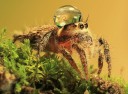 jumping-spider-waterdrop-hats-uda-dennie-4