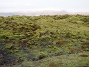 moss-fields1