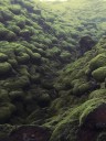 moss-fields12