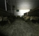 sheep-farm4