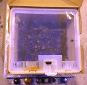 tomato-greenhouse9